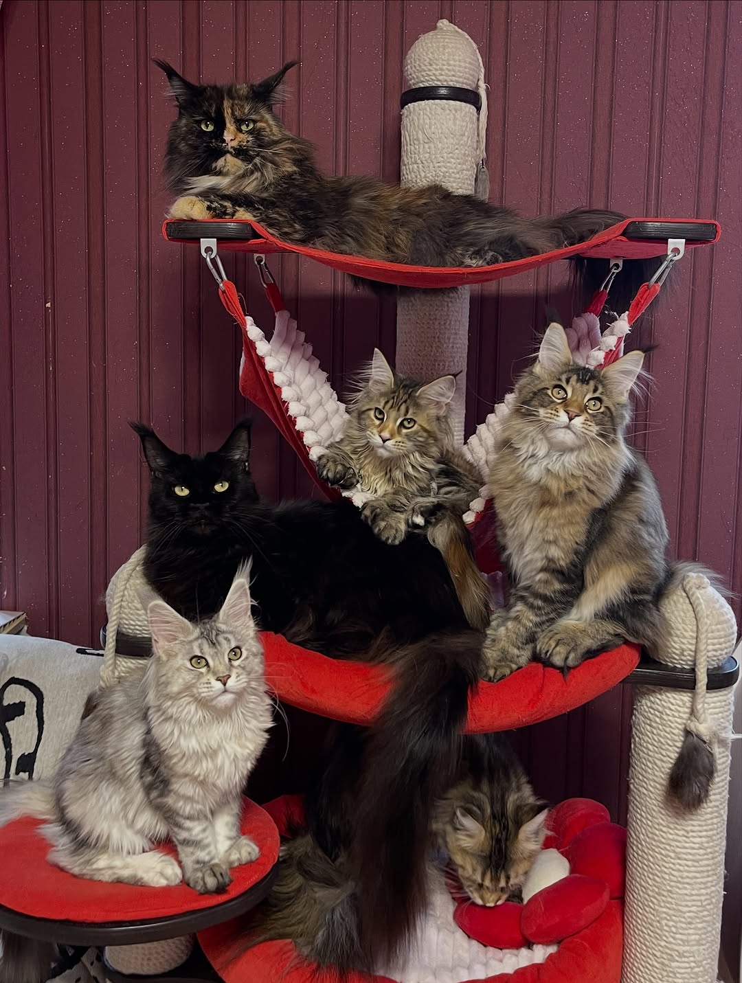 Royal Purrs USA Cattery