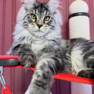 Malina – Female Maine Coon Kitten
