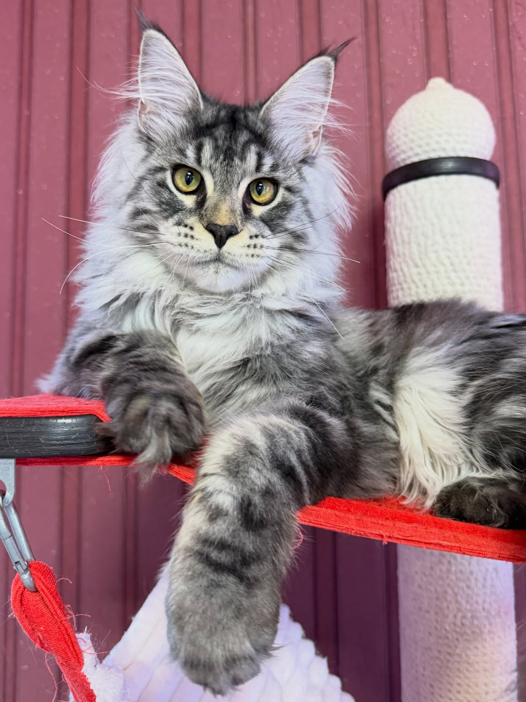 Malina – Female Maine Coon Kitten