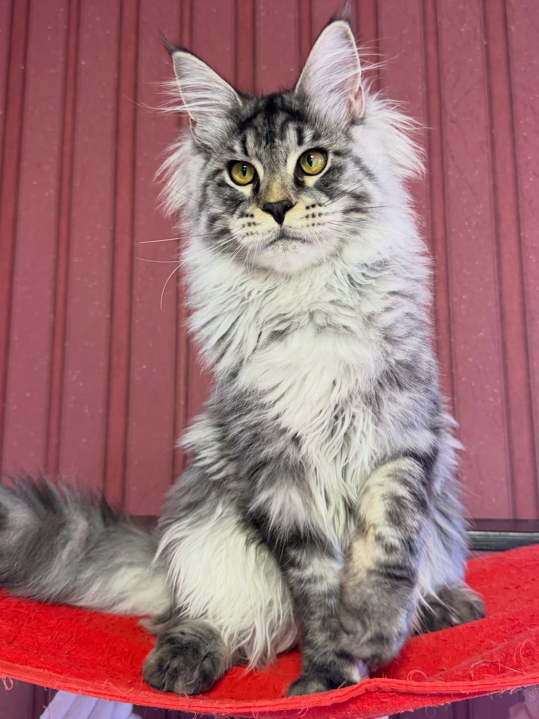 Malina – Female Maine Coon Kitten - Image 2