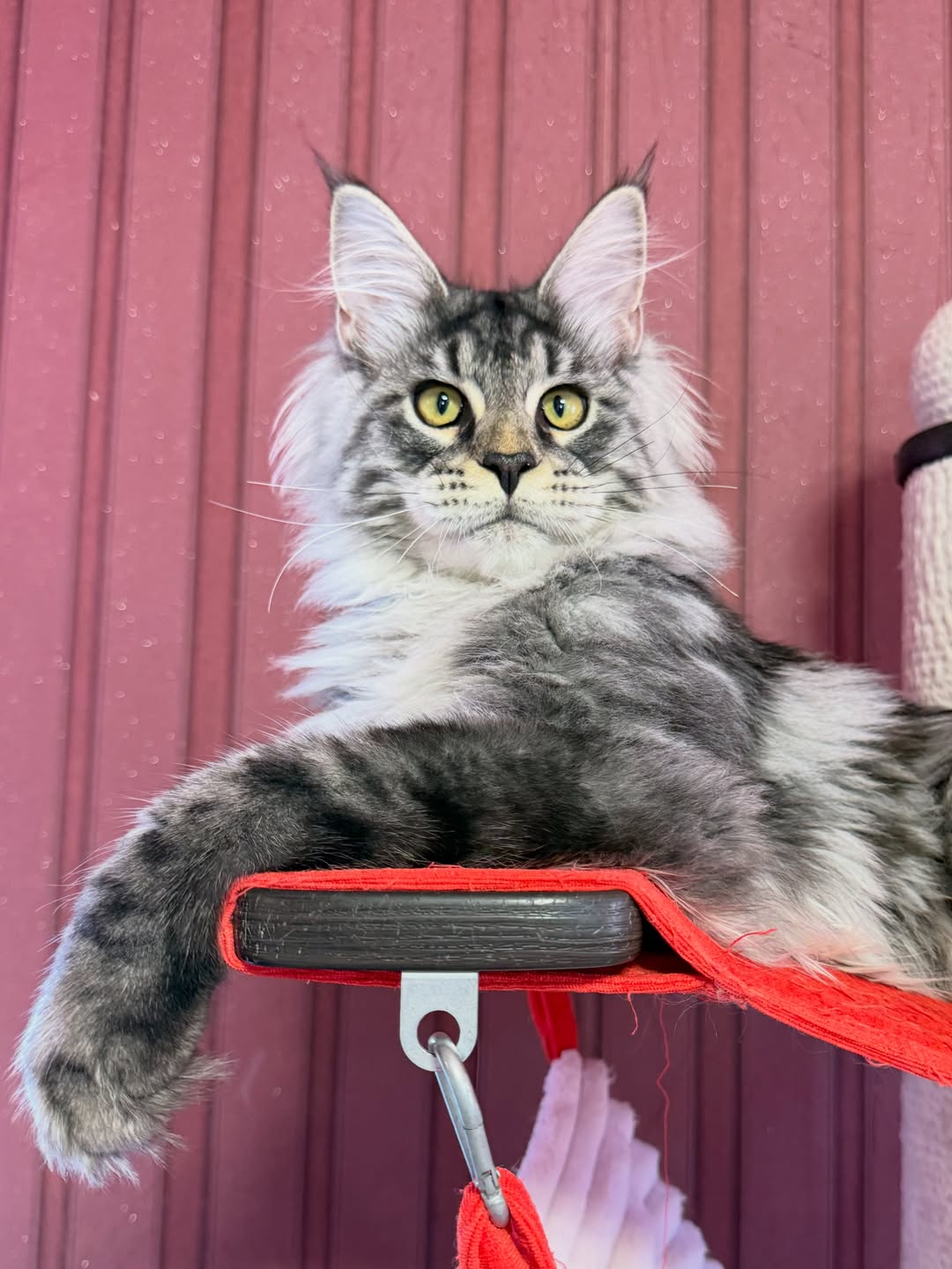 Malina – Female Maine Coon Kitten - Image 3