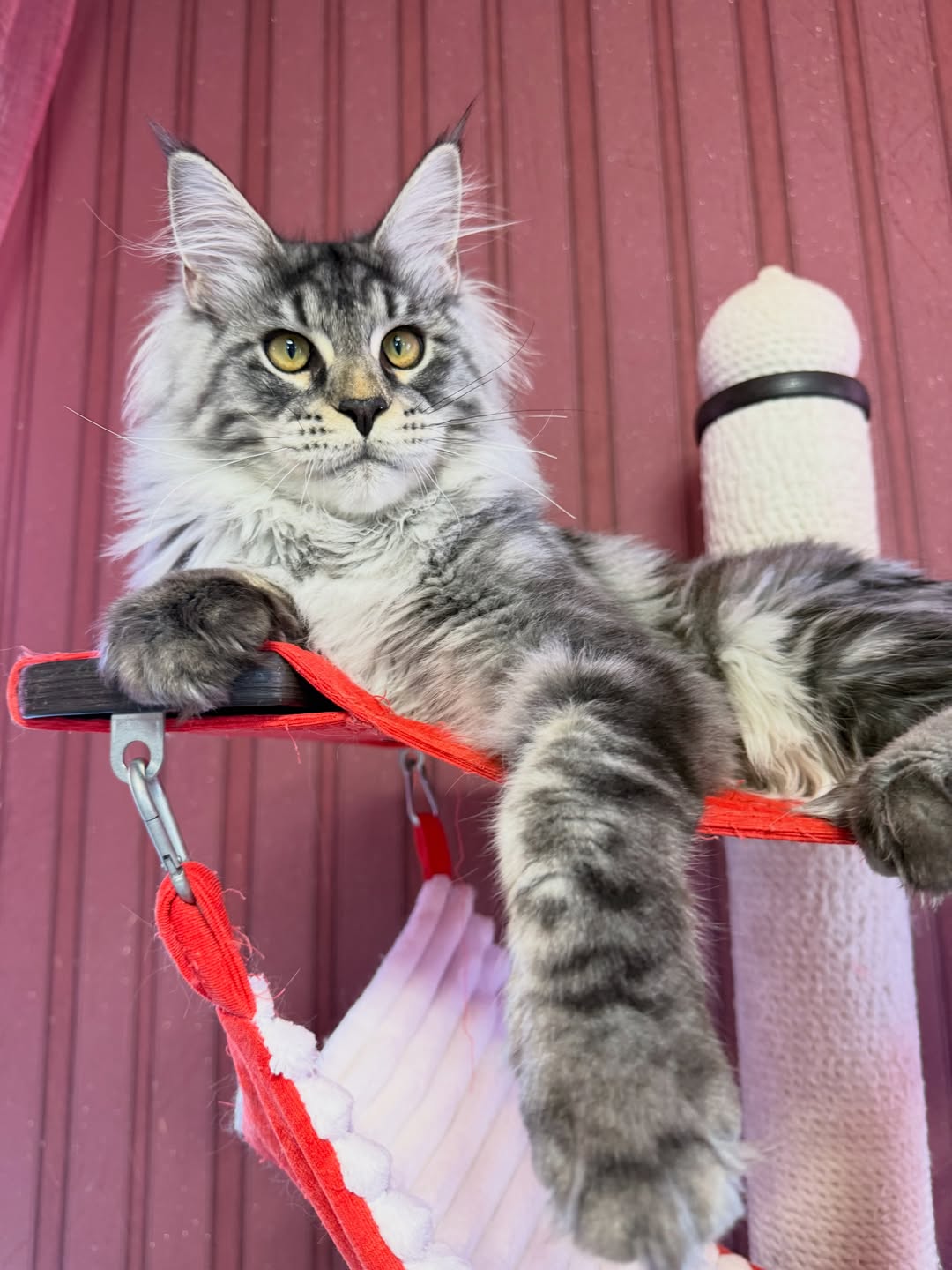 Malina – Female Maine Coon Kitten - Image 4