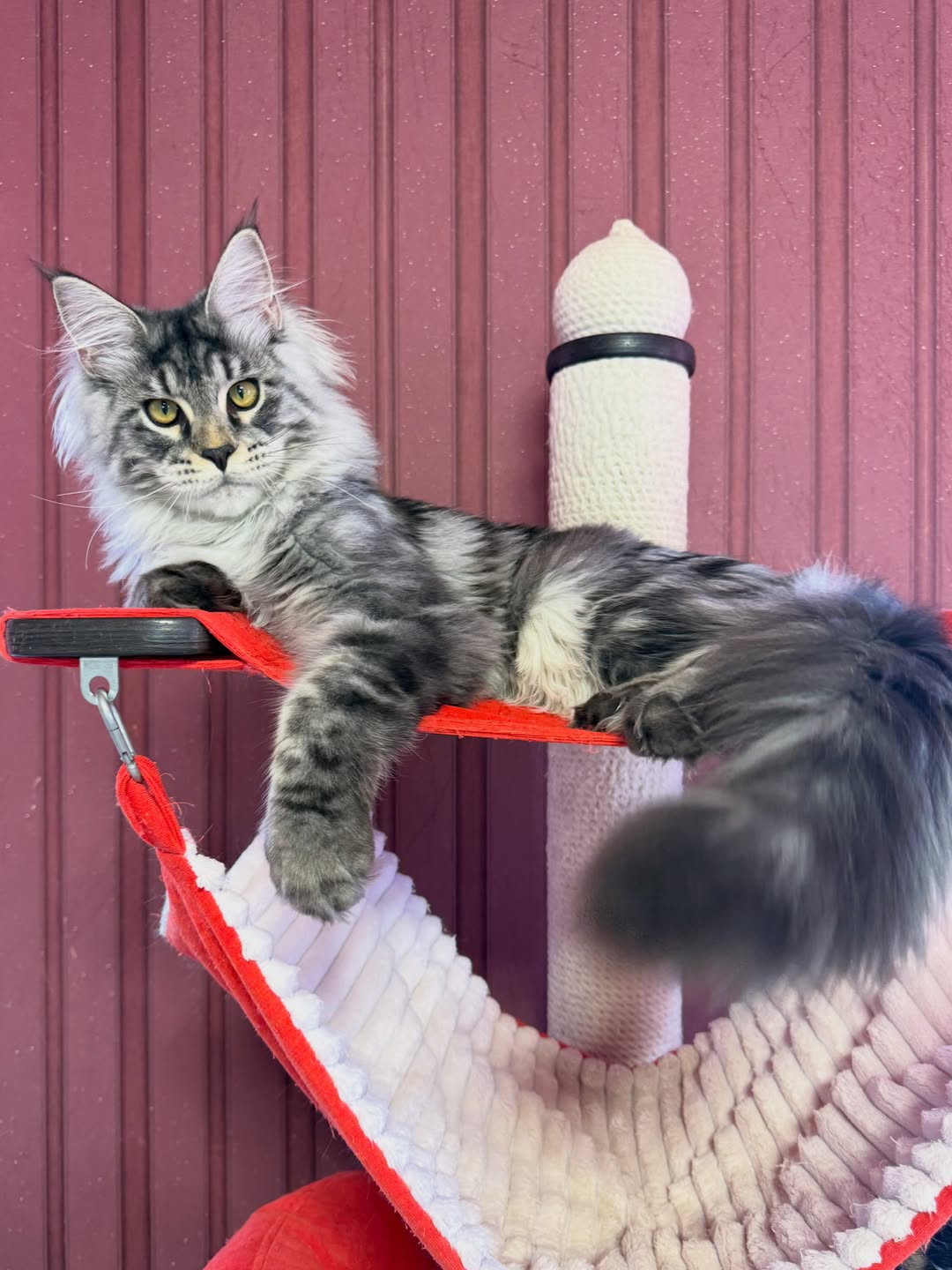 Malina – Female Maine Coon Kitten - Image 5