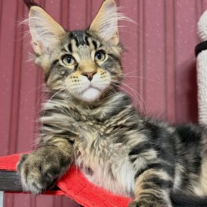 Opheus – Male Maine Coon Kitten