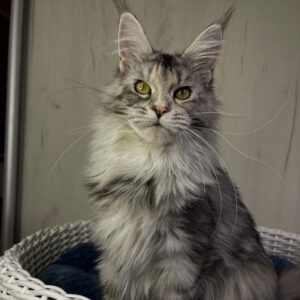 Inari – Female Maine Coon Kitten