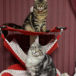 Gera – Female Maine Coon Kitten