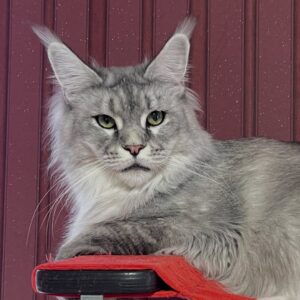 Jolie – Female Maine Coon Kitten