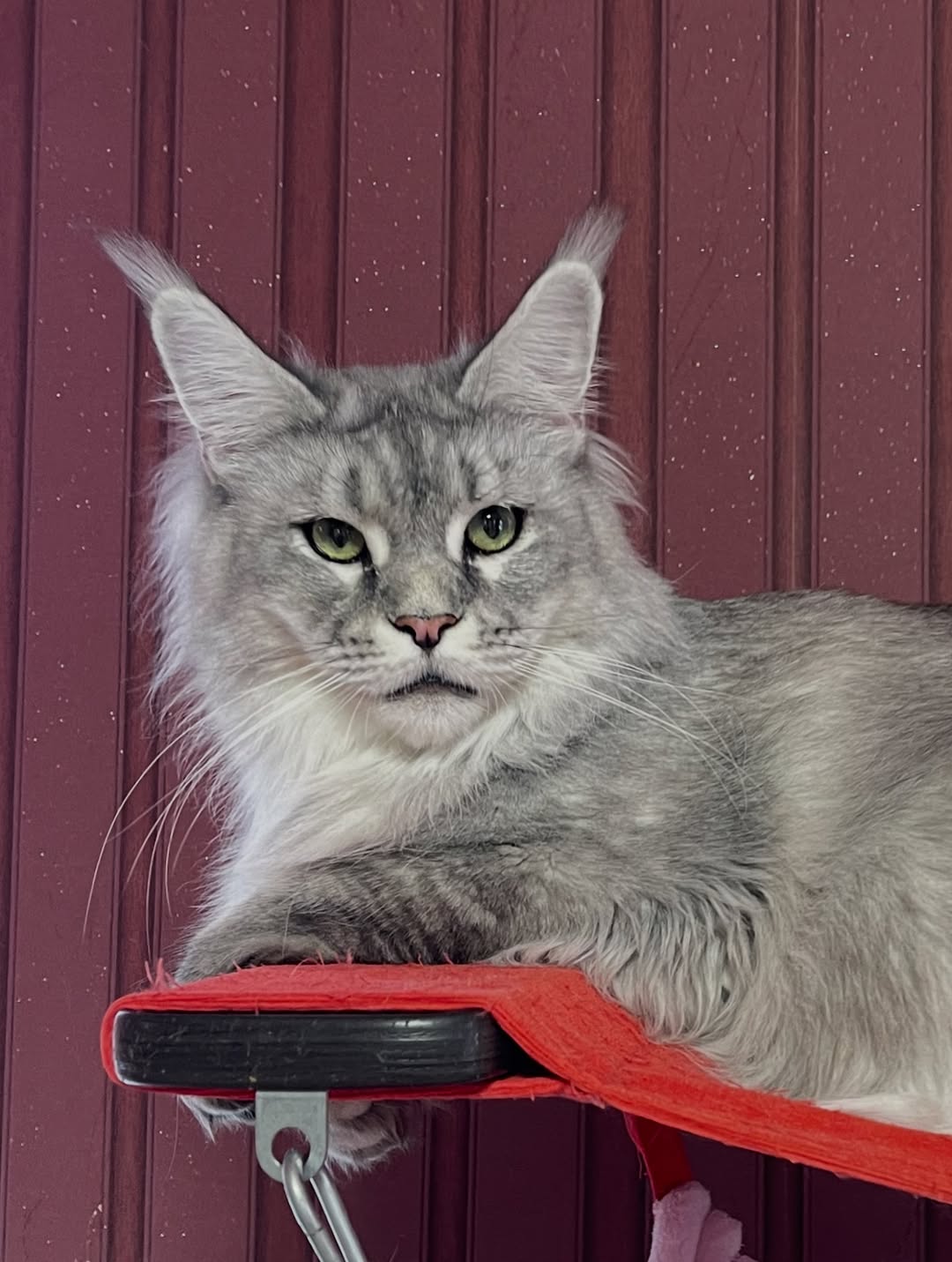 Jolie – Female Maine Coon Kitten