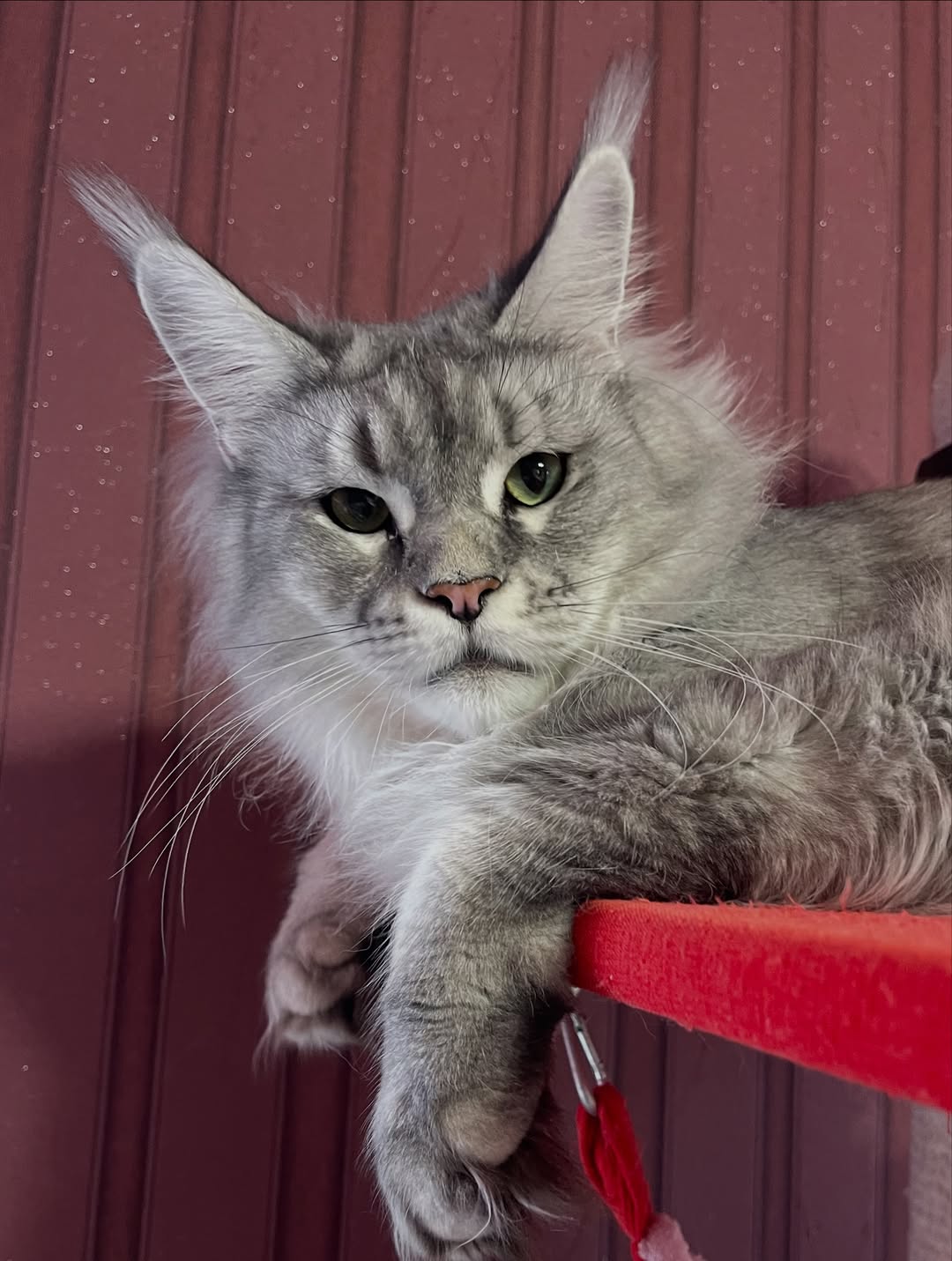 Jolie – Female Maine Coon Kitten - Image 2