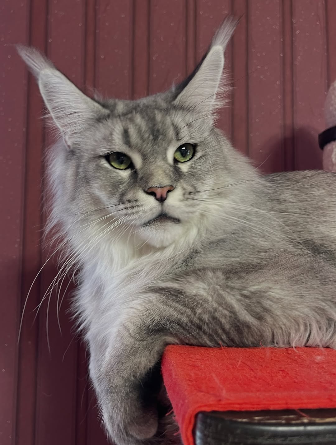 Jolie – Female Maine Coon Kitten - Image 3
