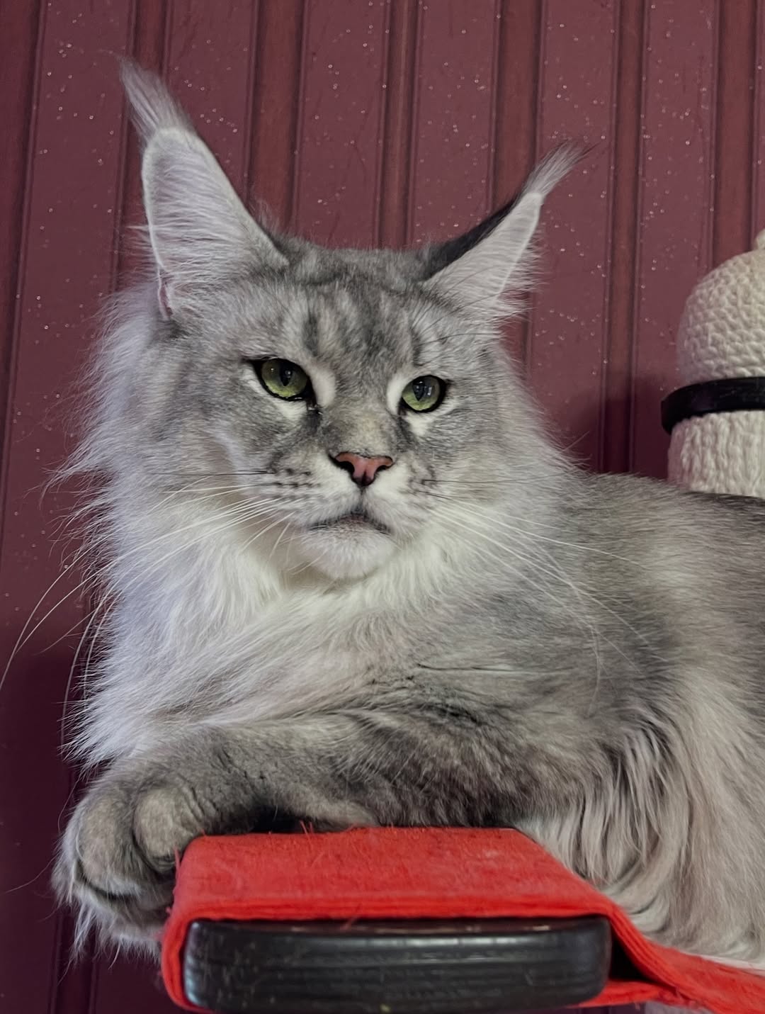 Jolie – Female Maine Coon Kitten - Image 4