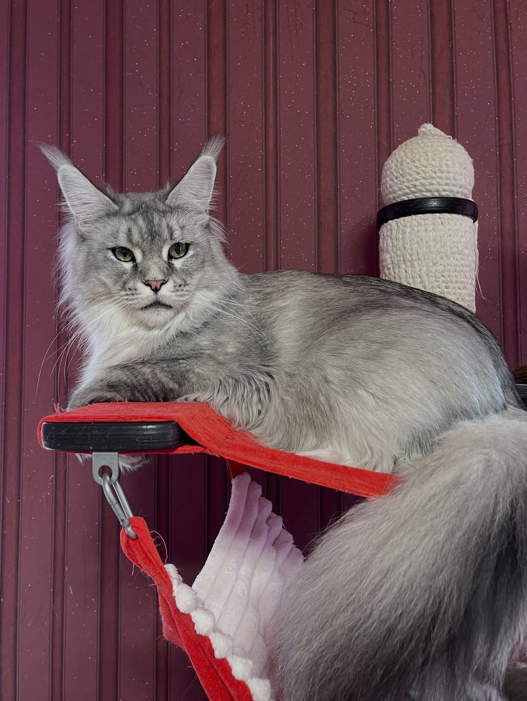 Jolie – Female Maine Coon Kitten - Image 5