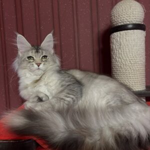 Chanel – Female Maine Coon Kitten