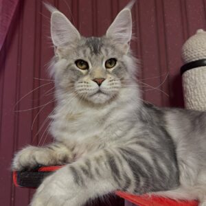 Moses – Male Maine Coon Kitten