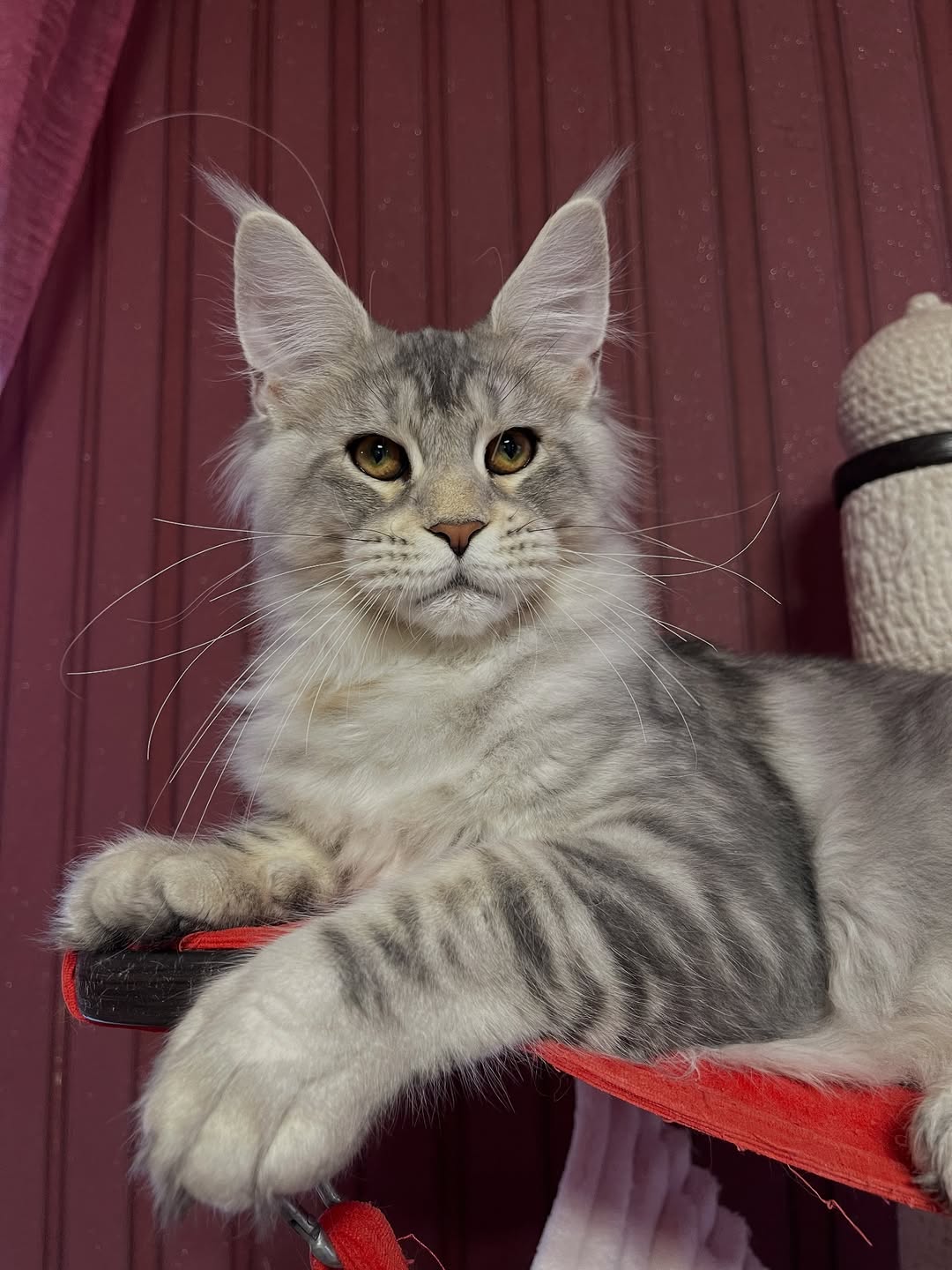Moses – Male Maine Coon Kitten