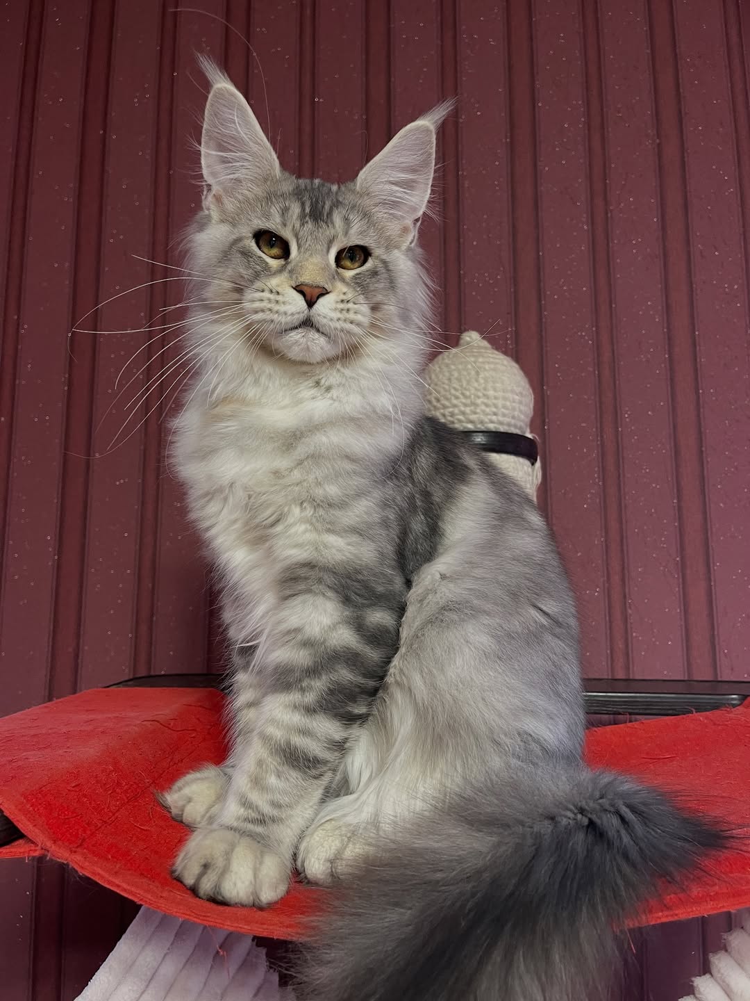 Moses – Male Maine Coon Kitten - Image 2