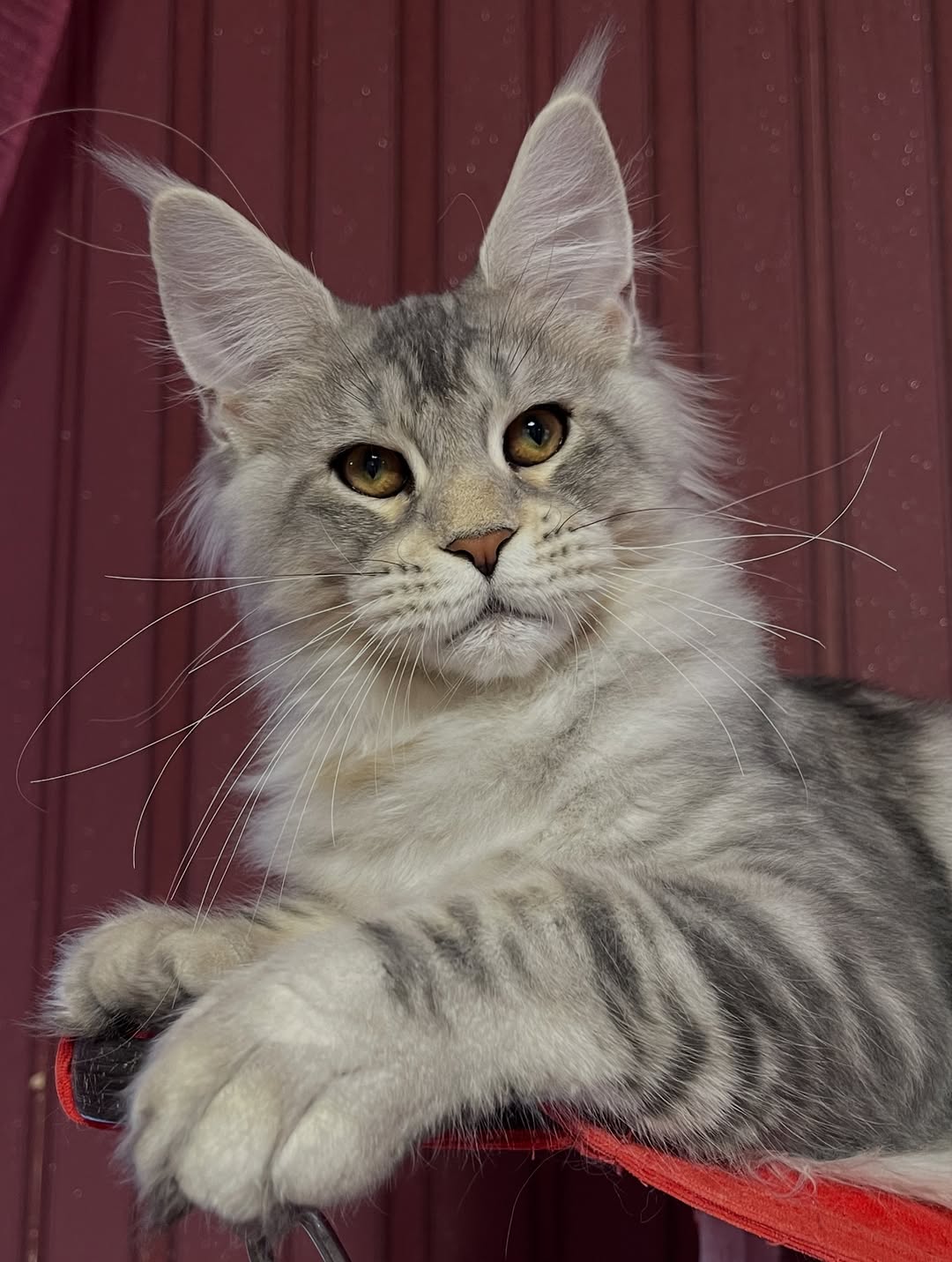 Moses – Male Maine Coon Kitten - Image 3