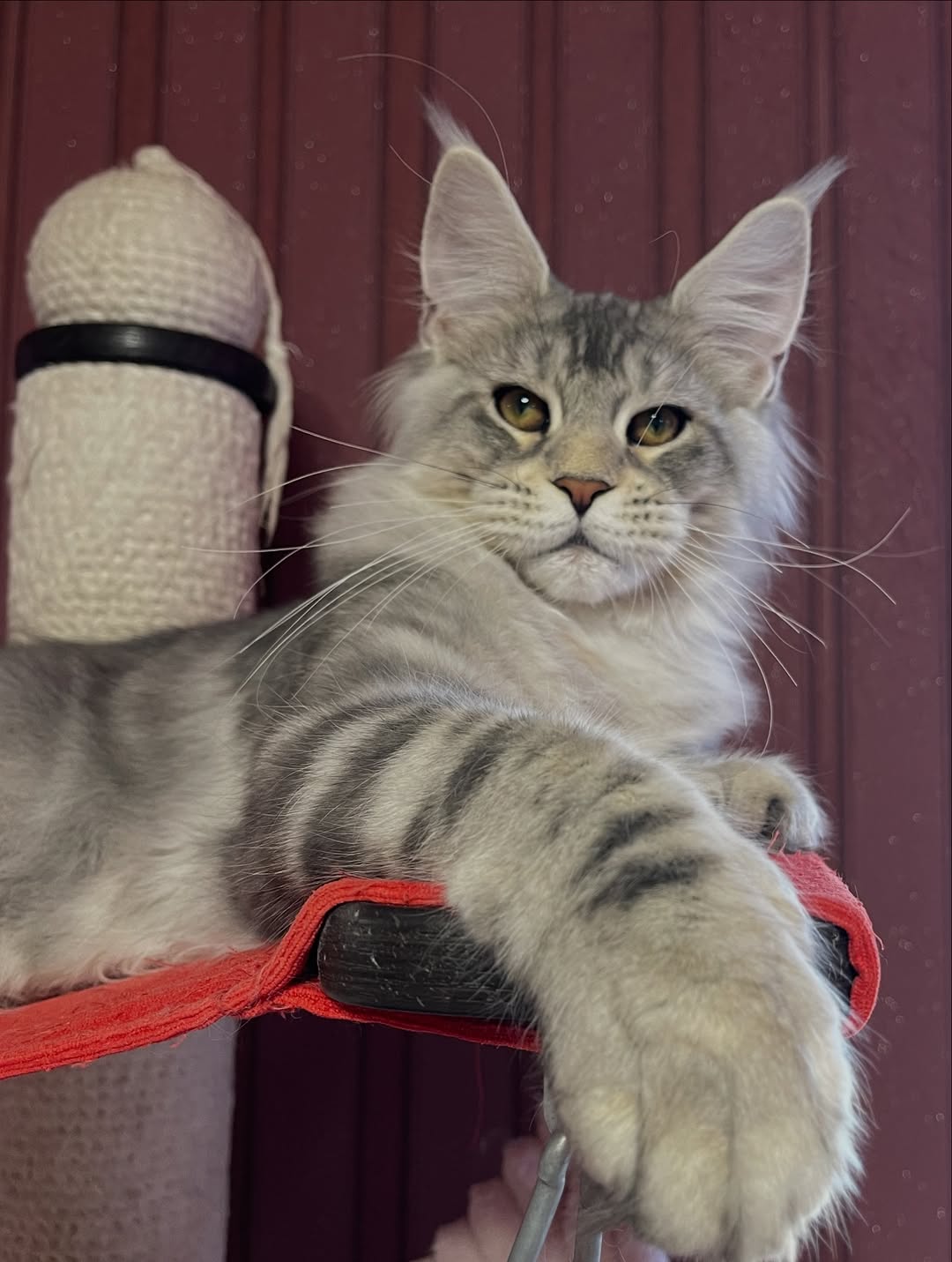 Moses – Male Maine Coon Kitten - Image 4