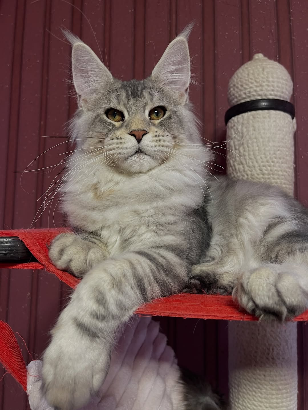 Moses – Male Maine Coon Kitten - Image 5